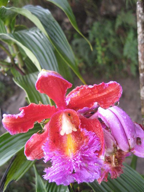 10 Une des miliers d orchidees.jpg